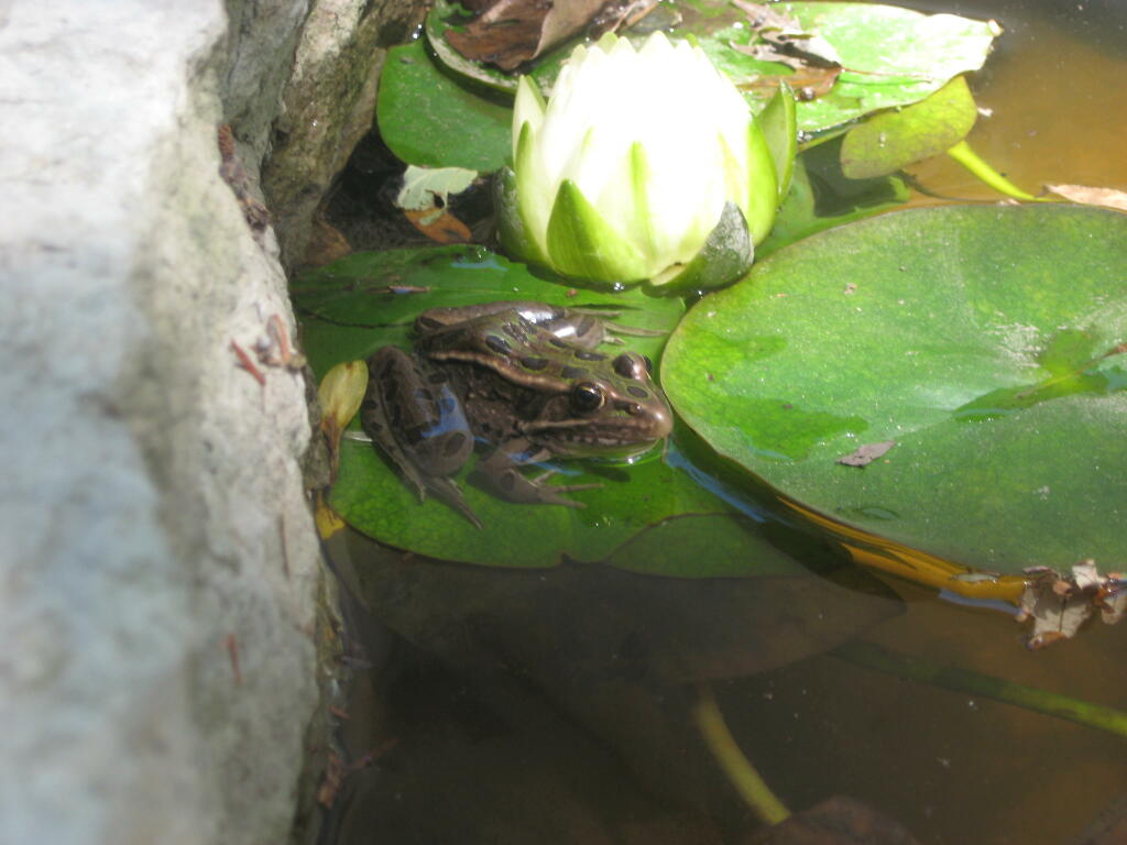 Frog and Lotus in Pond by Sequoia Landscape